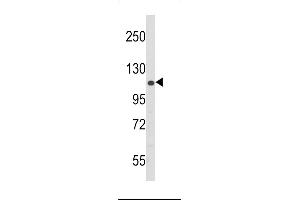 Western blot analysis of PERK Antibody (N-term ) (ABIN392617 and ABIN2842134) in 293 cell line lysates (35 μg/lane). (PERK antibody  (N-Term))