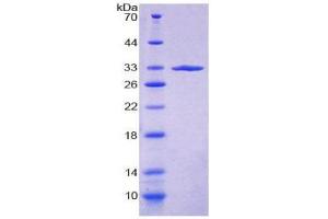 SDS-PAGE (SDS) image for Fucosidase, alpha-L- 1, Tissue (FUCA1) (AA 53-289) protein (His tag) (ABIN2124883) (FUCA1 Protein (AA 53-289) (His tag))