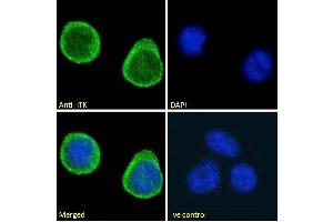 ABIN184605 Immunofluorescence analysis of paraformaldehyde fixed Jurkat cells, permeabilized with 0. (ITK antibody  (C-Term))