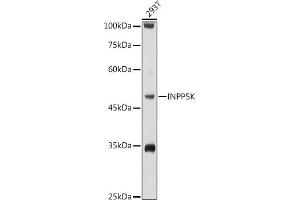 Western blot analysis of extracts of 293T cells, using INPP5K antibody (ABIN6132112, ABIN6142473, ABIN6142474 and ABIN6223771) at 1:1000 dilution. (INPP5K antibody  (AA 149-448))