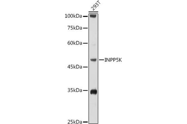 INPP5K antibody  (AA 149-448)