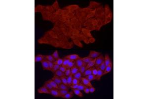 Immunofluorescence analysis of HeLa cells using FHL3 Rabbit pAb  at dilution of 1:100 (40x lens). (FHL3 antibody  (AA 1-280))