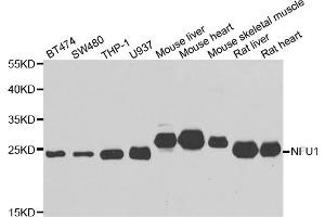 Western blot analysis of extracts of various cell lines, using NFU1 antibody (ABIN5975479) at 1/1000 dilution. (NFU1 antibody)
