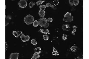 Image no. 2 for anti-Perilipin 1 (PLIN1) (C-Term) antibody (ABIN374794) (PLIN1 antibody  (C-Term))