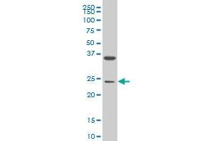 MESP1 monoclonal antibody (M06), clone 1F9. (MESP1 antibody  (AA 1-63))