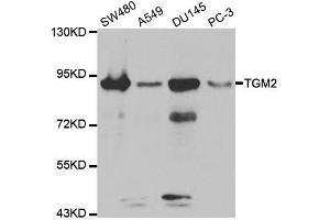 Western blot analysis of extracts of various cell lines, using TGM2 antibody. (Transglutaminase 2 antibody)