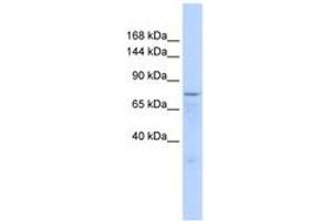 Zinc Finger Protein 62 (ZFP62) (AA 271-320) antibody