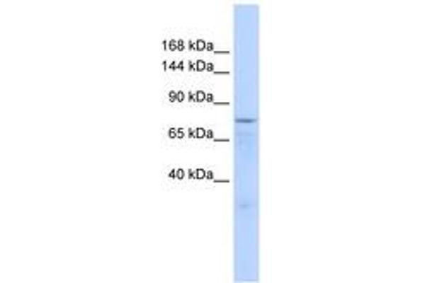Zinc Finger Protein 62 (ZFP62) (AA 271-320) antibody