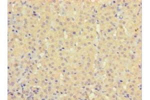 Immunohistochemistry of paraffin-embedded human adrenal gland tissue using ABIN7154959 at dilution of 1:100 (HEBP2 antibody  (AA 2-205))