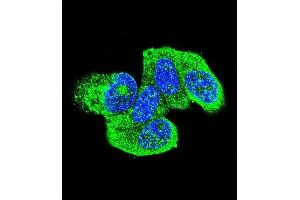 Confocal immunofluorescent analysis of HRAS Antibody (C-term) (ABIN655622 and ABIN2845102) with MCF-7 cell followed by Alexa Fluor 488-conjugated goat anti-rabbit lgG (green).