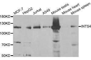 Western blot analysis of extracts of various cell lines, using INTS4 antibody (ABIN5973752) at 1/1000 dilution.
