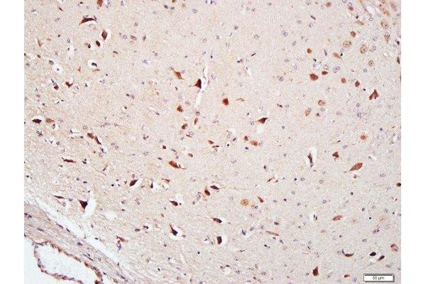 FAM134B antibody  (AA 210-310)
