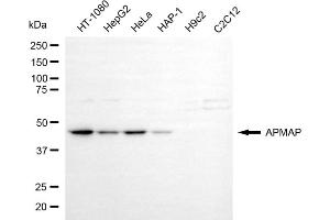 Western blotting analysis using APMAP antibody (ABIN7797528).