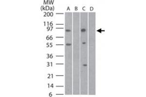 Western bot analysis of Tlr11 in mouse testis lysate in A) the absence and B) presence of blocking peptide and rat testis lysate in C) the absence and D) presence of blocking peptide using Tlr11 polyclonal antibody  at 3 ug/mL . (TLR11 antibody  (AA 900-950))