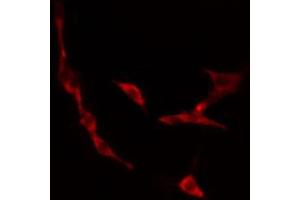 ABIN6274479 staining 293 cells by IF/ICC. (IP6K3 antibody  (Internal Region))