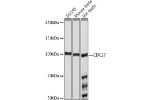Western blot analysis of extracts of various cell lines, using CDC27 Rabbit mAb (ABIN1682927, ABIN3017715, ABIN3017716 and ABIN7101522) at 1:1000 dilution. (CDC27 antibody)