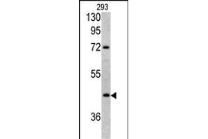 Western blot analysis of LRG1 antibody (Center) (ABIN390660 and ABIN2840956) in 293 cell line lysates (35 μg/lane). (LRG1 antibody  (AA 194-223))