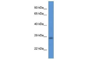 Western Blot showing Tmem33 antibody used at a concentration of 1. (TMEM33 antibody  (Middle Region))