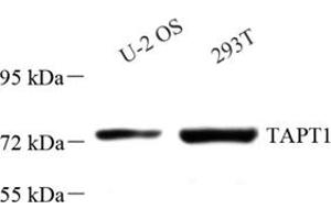 Western blot analysis of TAPT1 (ABIN7075986),at dilution of 1: 2000