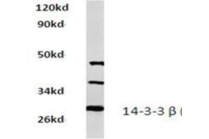 Image no. 1 for anti-14-3-3 alpha + beta (YWHAB) antibody (ABIN272264) (YWHAB antibody)