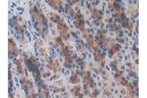 DAB staining on IHC-P; Samples: Rat Stomach Tissue (LRRC32 antibody  (AA 162-405))