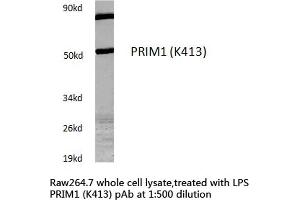 Western blot (WB) analysis of PRIM1 antibody in extracts from Raw264.