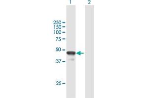 Western Blot analysis of BLZF1 expression in transfected 293T cell line by BLZF1 MaxPab polyclonal antibody. (BLZF1 antibody  (AA 1-400))