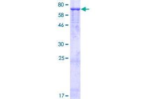 GRIA4 Protein (AA 1-433) (GST tag)