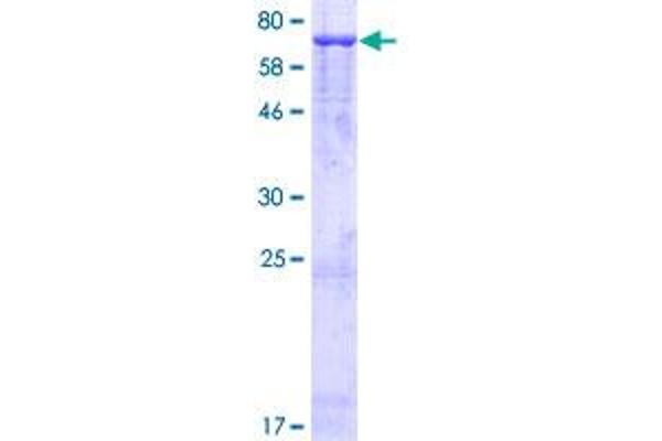 GRIA4 Protein (AA 1-433) (GST tag)