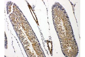 Anti-Prolactin Receptor antibody, IHC(P) IHC(P): Rat Testis Tissue