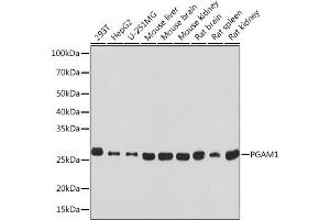 PGAM1 抗体