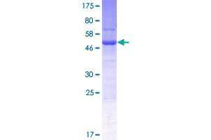 Spermatogenesis Associated 1 (SPATA1) (AA 1-220) protein (GST tag)