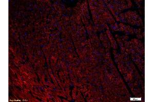 Formalin-fixed and paraffin-embedded rat heart labeled with Anti-NPY1R Polyclonal Antibody, Unconjugated 1:400, overnight at 4°C, The secondary antibody was Goat Anti-Rabbit IgG, PE conjugated-PE)used at 1:200 dilution for 40 minutes at 37°C. (NPY1R antibody  (AA 301-382))