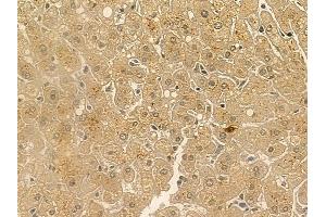 DOLPP1 Mouse Monoclonal Antibody at 1/100 staining human normal liver tissue by IHC-P.