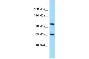 Host: Rabbit Target Name: C14orf43 Sample Type: 721_B Whole Cell lysates Antibody Dilution: 1. (ELMSAN1 antibody  (C-Term))