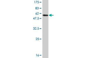 Western Blot detection against Immunogen (53. (MLF2 antibody  (AA 1-248))