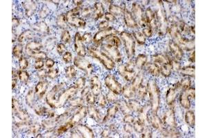 IHC testing of FFPE rat kidney tissue with Thrombopoietin antibody at 1ug/ml. (Thrombopoietin antibody)