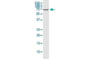 SPAG16 monoclonal antibody (M01), clone 1D2. (SPAG16 antibody  (AA 1-183))