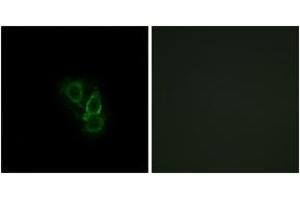 Immunofluorescence analysis of A549 cells, using RAD Antibody. (RRAD antibody  (AA 41-90))