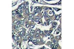 Immunohistochemistry (IHC) image for anti-Eukaryotic Translation Initiation Factor 4E Family Member 2 (EIF4E2) (AA 12-41) antibody (ABIN3030894)