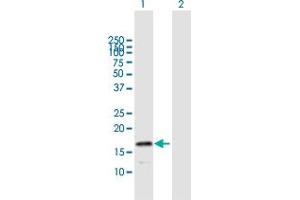 HSPB9 antibody  (AA 1-159)