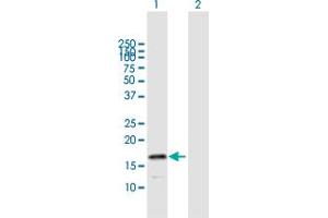 Western Blot analysis of HSPB9 expression in transfected 293T cell line by HSPB9 MaxPab polyclonal antibody. (HSPB9 antibody  (AA 1-159))