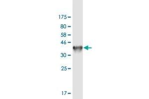 NGEF antibody  (AA 612-710)