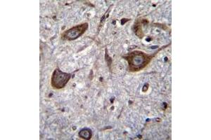 Immunohistochemistry analysis in formalin fixed and paraffin embedded human brain tissue reacted with Glutamate receptor 4 / GLUR4 Antibody (Center) followed by peroxidase conjugation of the secondary antibody and DAB staining.