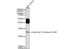 ELANE 抗体  (AA 30-267)