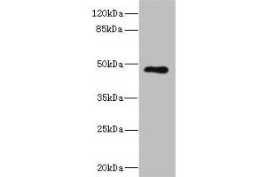 Western blot All lanes: KIR3DL3 antibody at 1. (KIR3DL3 antibody  (AA 26-322))