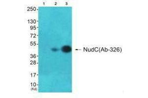 Western blot analysis of extracts from A549 cells and HepG2(Lane 3) cells, using NudC (Ab-326) antiobdy. (NUDC antibody  (Ser326))