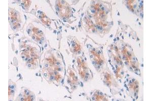 Detection of EGF in Human Stomach Tissue using Polyclonal Antibody to Epidermal Growth Factor (EGF) (EGF antibody  (AA 609-751))