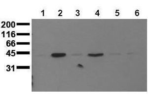 Western Blotting (WB) image for anti-Mitogen-Activated Protein Kinase 13 (MAPK13) (N-Term) antibody (ABIN126885) (MAPK13 antibody  (N-Term))