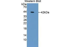 Detection of Recombinant OSTN, Mouse using Polyclonal Antibody to Osteocrin (OSTN)